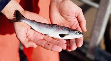 Millions of Atlantic salmon introduced to B.C. streams since 1905