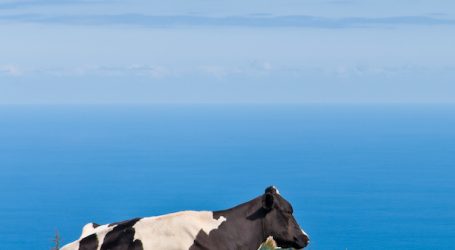 UNDP – Fish On Land, Dairy Cows On The Ocean?