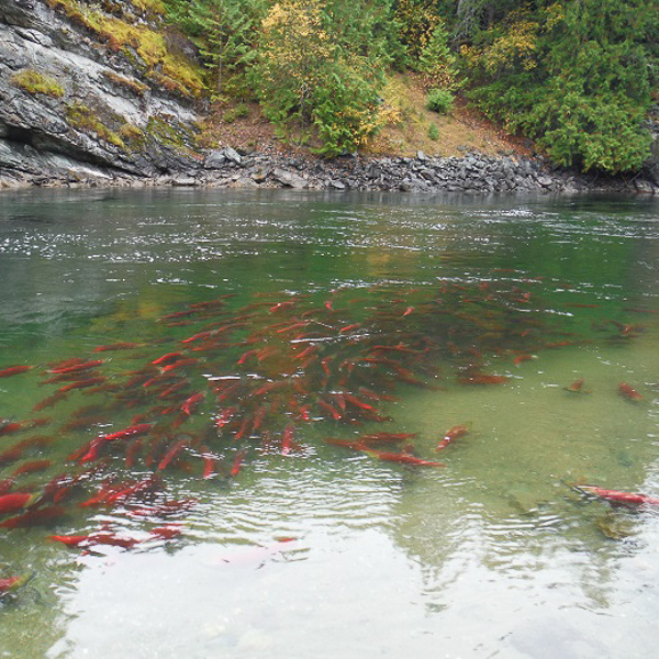 salmon restoration