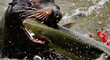 Pressure mounts for First Nations seal harvest in B.C. waters﻿