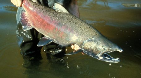 Sweeping closures in British Columbia for 2019 fishing season