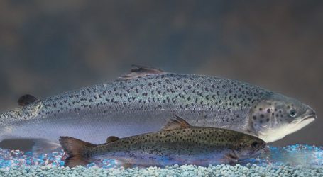‘Our salmon farmers do not grow GM salmon’