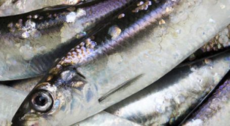 Why the herring fishery was allowed in BC this year