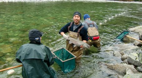 Salmon farmers embrace new PRV testing rules