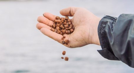 Feed for thought on the future of food from the sea