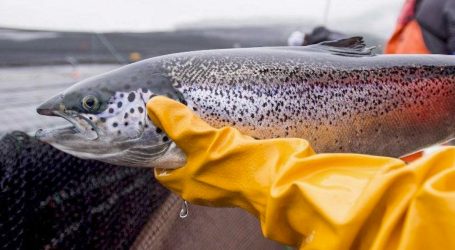 Salmon farmers propel B.C. to a banner year for agriculture