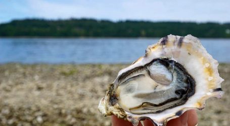Seafood sleuths go viral to keep B.C. oyster farmers shucking
