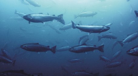 B.C. VIEWS: Salmon farm smear campaign sinks