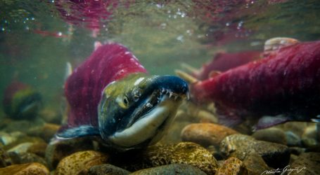 How do salmon know where they were hatched?