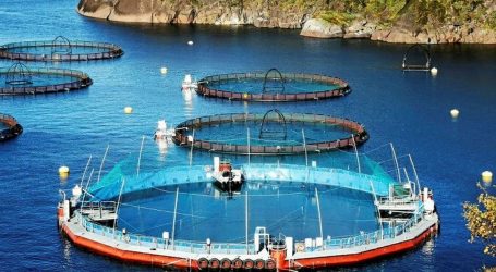 New tech making waves for salmon farmers in B.C.