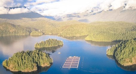Sea lice report on BC salmon farms has a surprising finding