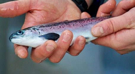 UBC, Mowi to study new salmon smolt strategy