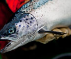 Salmon farmers want your input for a better output