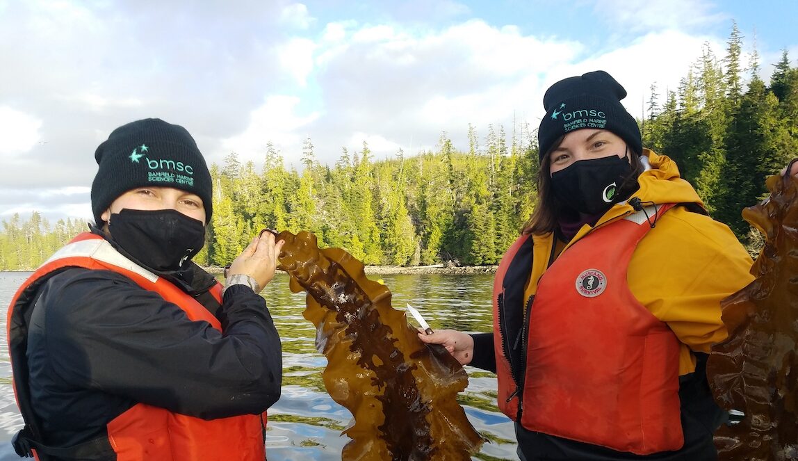 Seaweed farming, especially near ocean aquaculture sites, can help B.C be a low-carbon producer of choice for seafood, milk, and beef.