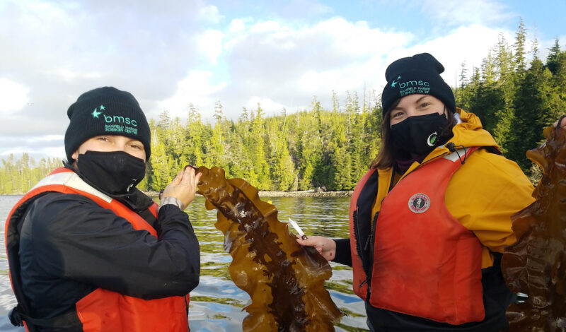 Seaweed farming, especially near ocean aquaculture sites, can help B.C be a low-carbon producer of choice for seafood, milk, and beef.