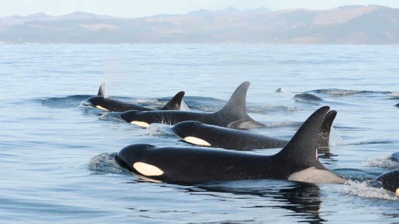 New report provides a look at the multitude of human and environmental threats affecting killer whales. killer whale deaths caused by human...
