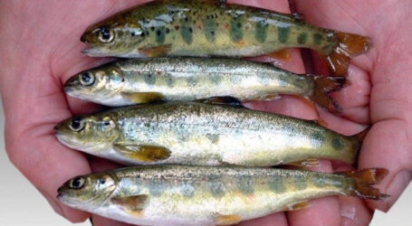 Mowi forced to cull 3 million baby salmon