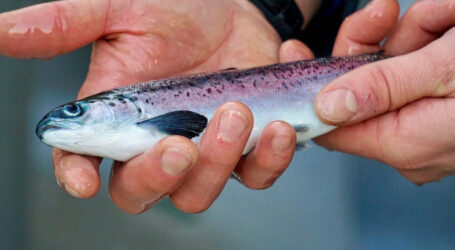 $10 million program ‘hijacked’ by anti-salmon farming activists