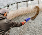 Aquaculture main driver of fish production globally