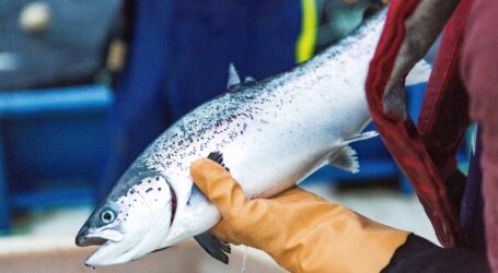 Anti-salmon farm activists reap fruit from falsehoods