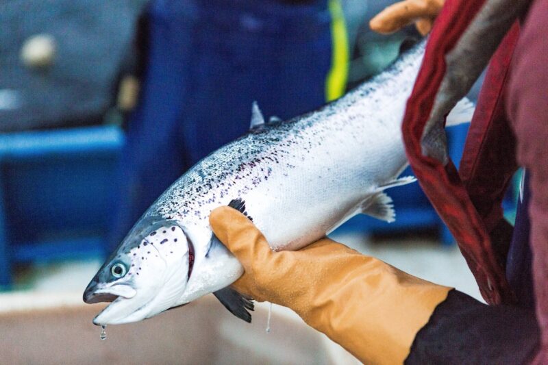 A new poll reveals that the falsehoods about salmon farming, precipitated by well-funded campaigns to destroy BC’s most valuable seafood export, has taken hold in the province.