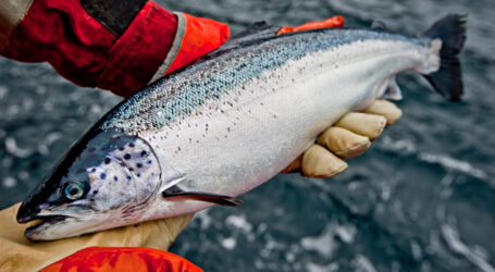 Salmon producer Cermaq to cut greenhouse gas emissions