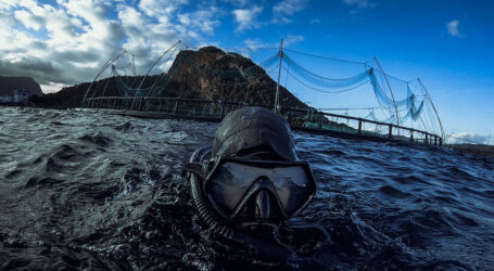 Documentaries vs ‘Shockumentaries’ in the world of aquaculture