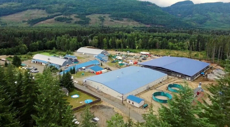Workers at Vancouver Island salmon hatchery among the first casualties of the Discovery Islands’ decision, which is expected to kill 1,535 aquaculture-related jobs, mainly in BC’s coastal and indigenous communities.