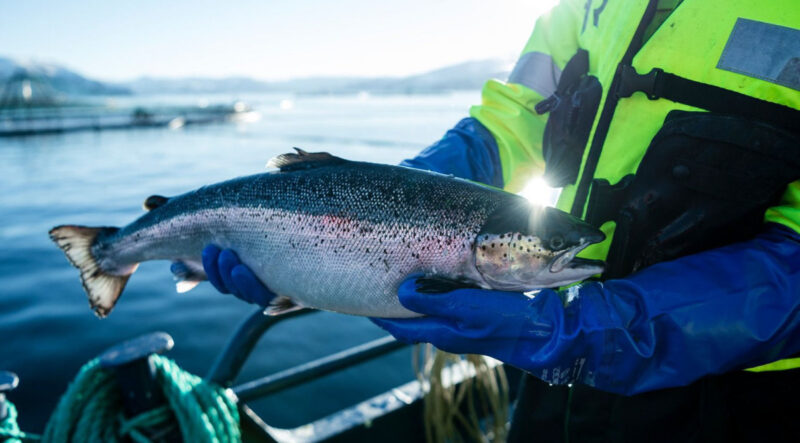 First ever Code of Practice for the Care and Handling of Farmed Salmonids will further support the sustainability of the Canadian aquaculture sector