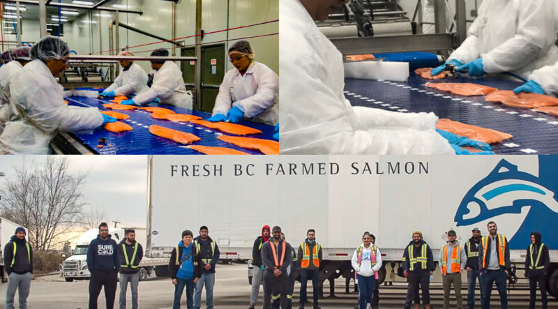 Science-deficit activism against marine aquaculture throws scores of new immigrants and students out of work, as BC’s biggest salmon farmer closes fish processing plant in Surrey.