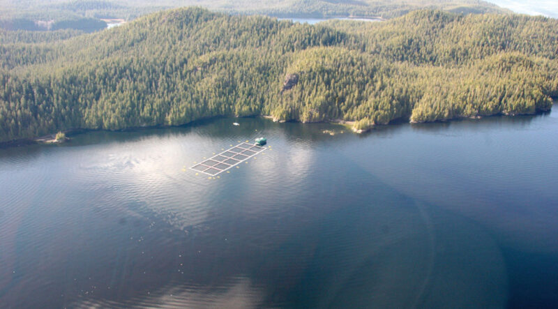 “I’ve been involved in B.C.’s salmon industry for over 40 years and have witnessed the benefits that aquaculture brings to our people and traditional territories,” - Richard Harry, executive director of the Aboriginal Aquaculture Association.