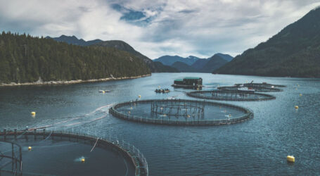 Salmon farmers spend millions to define aquaculture transition