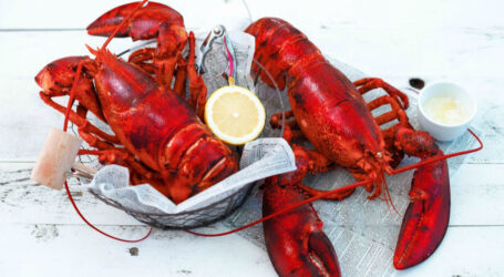 Lobster industry clawing back from COVID-19 pandemic hits