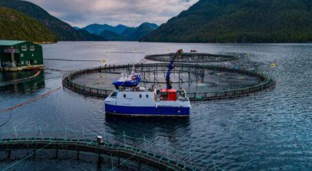 Salmon farmers want more time to develop transition plan