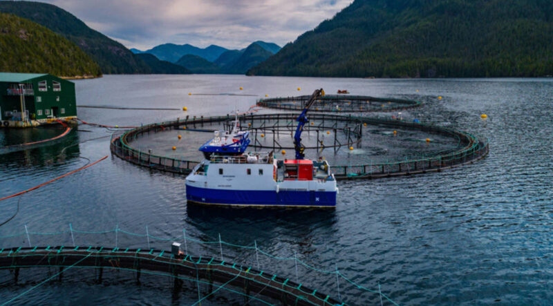 Future of aquaculture in the Discovery Islands should be part of Transition Plan for all of BC, say salmon farmers and First Nations