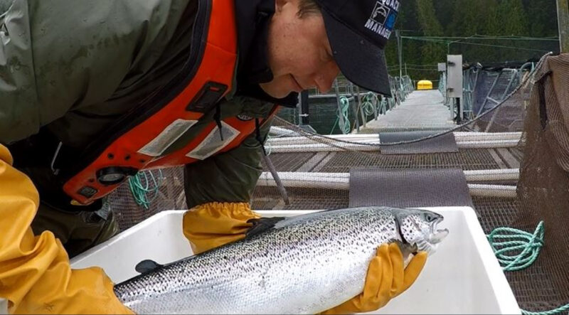 The impact of recent political decisions relating to aquaculture in British Columbia and Washington equates to the direct loss of hundreds of full-time salmon farming jobs