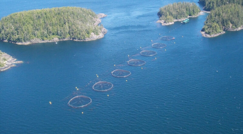 “Working together with First Nations who are interested in aquaculture is essential to our future on the west coast,” said Diane Morrison, BC Salmon Farmers board chair.
