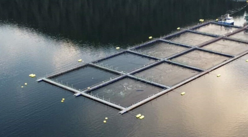 Decision to shut down Discovery Islands salmon farms goes against First Nations Reconciliation, increases food costs and devastates local economies