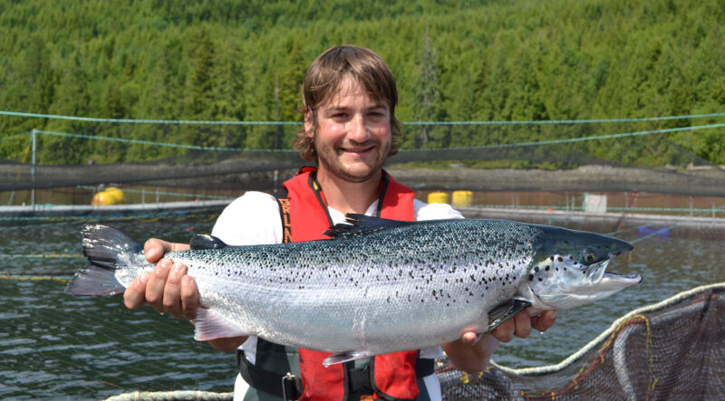 But the Liberal government is squandering the opportunity all to get votes from anti-salmon farming activists states the Canadian Aquaculture Industry Alliance