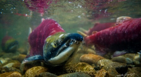 Emerging threats will further endanger British Columbia’s wild salmon populations say recent studies and reports.