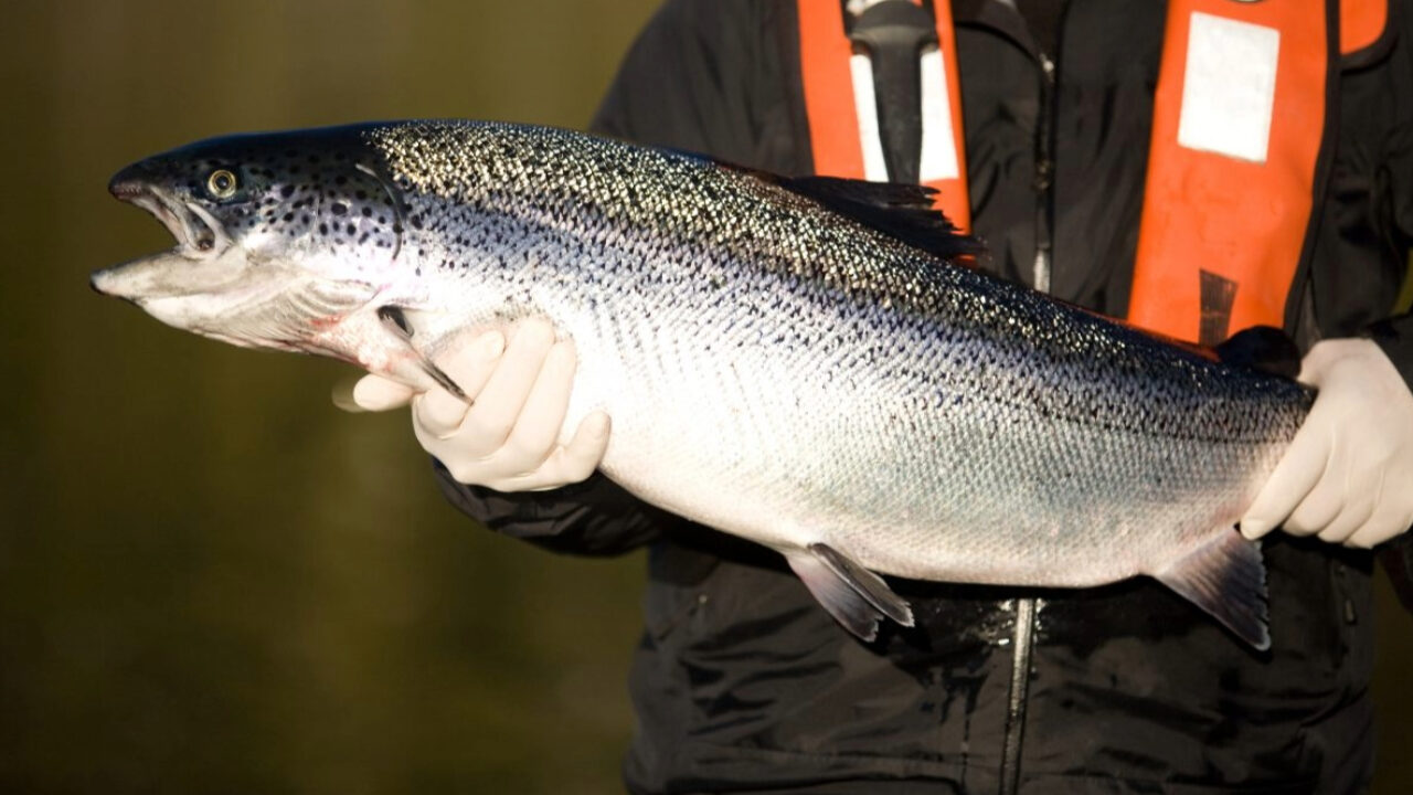 Salmon farmers ranked as world's top protein producers – Sea West News