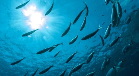 New aquaculture developments, opportunities emerge globally in 2024