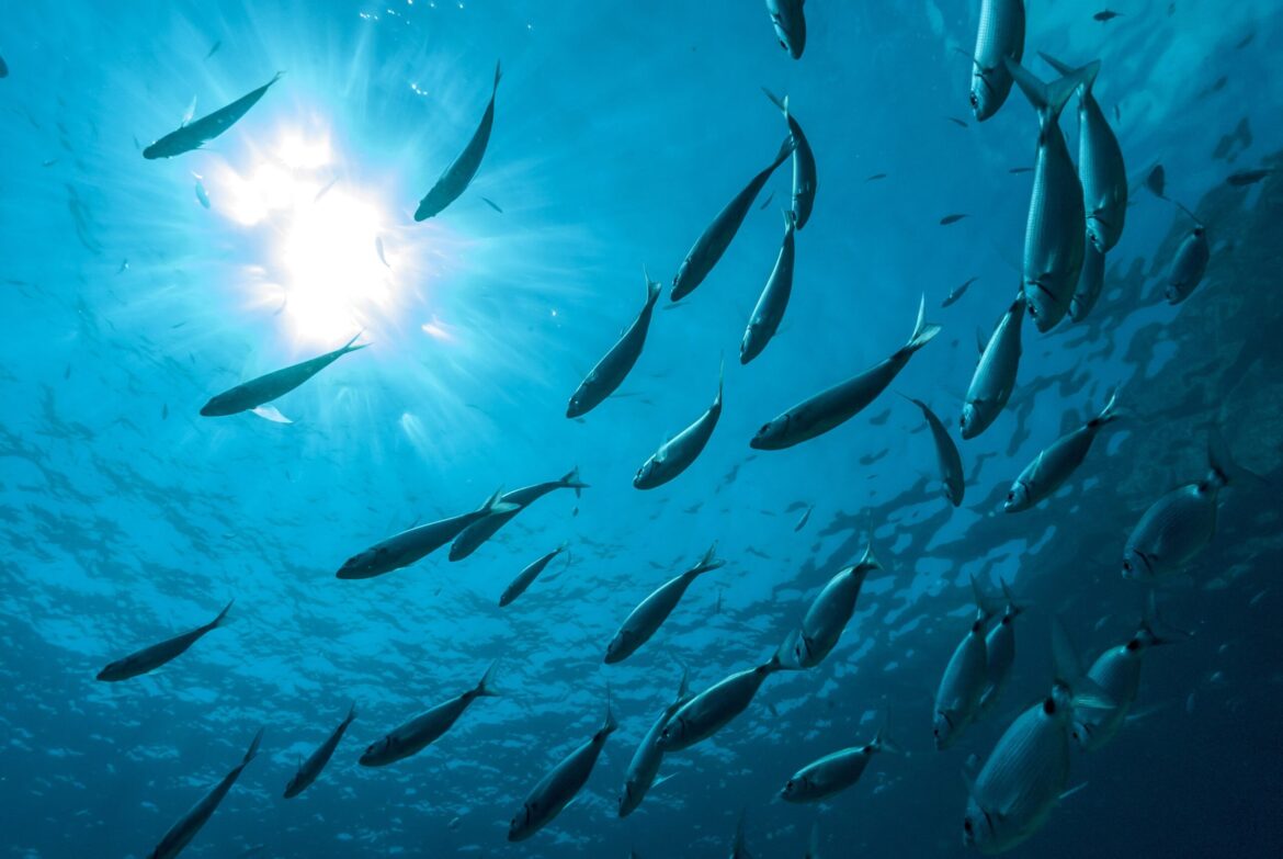 “In a growing world, fisheries and aquaculture offer a sustainable food source,” - Food and Agriculture Organization (FAO) of the United Nations