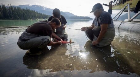 Sockeye salmon are growing faster due to climate change