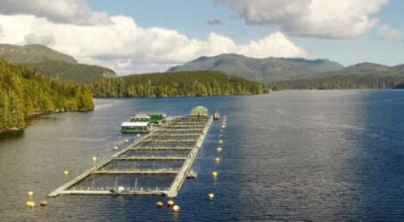 Mandate muddle mars aquaculture transition plan in British Columbia