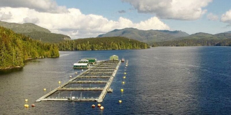 Anti-salmon farming activists falsely accuse government scientists of rigging aquaculture research and rewriting a ministerial mandate.