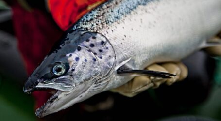 Cermaq Canada to trial algal oil in its salmon feed