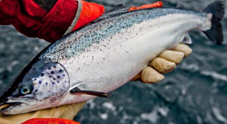 BC salmon farm closures will trigger substantial economic disruptions, massive job losses and heighten the nation’s food insecurity, states a new report