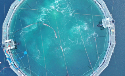 Anti-salmon farming activists’ flush facts for clickbait and poop-fueled outrage, as their video “evidence” floats on fiction and flounders in fact.