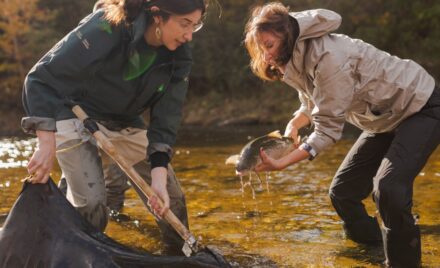 A decade-long project in New Brunswick is using adapted ocean aquaculture systems to raise wild salmon to adulthood and return them to rivers where returns had nearly disappeared.